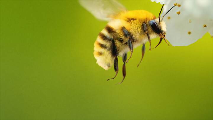 Los secretos de las abejas