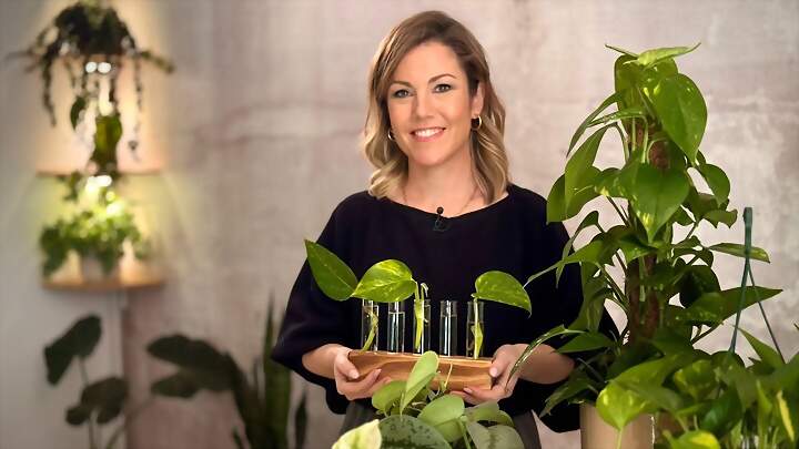 Tus plantas decoran